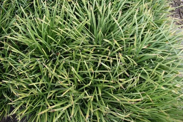 Expert garden landscaping for beautiful yards across Seagoville, TX - Jean Landess