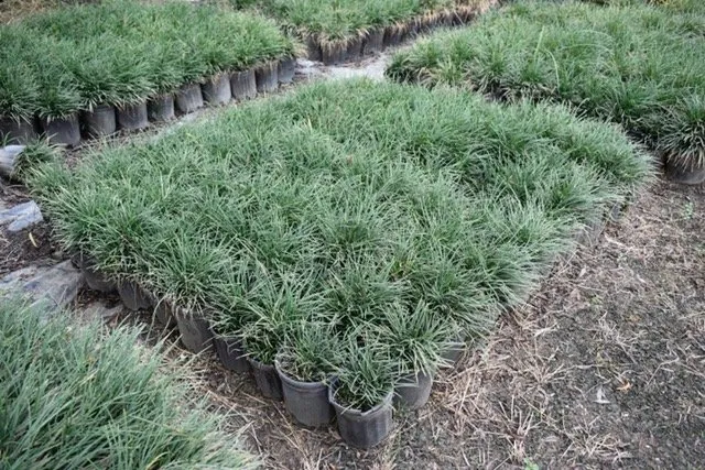 Affordable landscape installation for beautiful yards in Seagoville, TX by Jean Landess