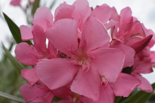 Trusted landscape installation near you in Seagoville, TX by Jean Landess