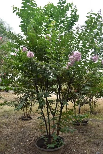 Affordable yard cleanup service experts serving Seagoville, TX - Jean Landess