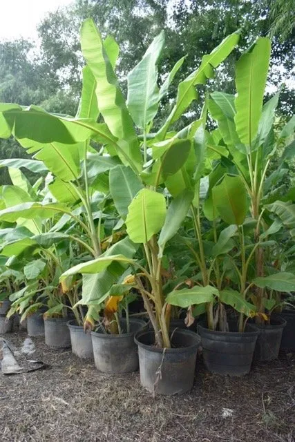 Trusted landscape installation experts serving Seagoville, TX - Jean Landess