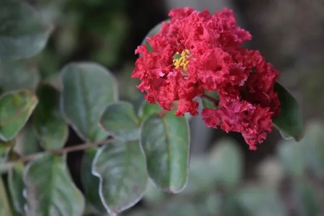 Expert yard maintenance for outdoor upgrades in Seagoville, TX by Jean Landess