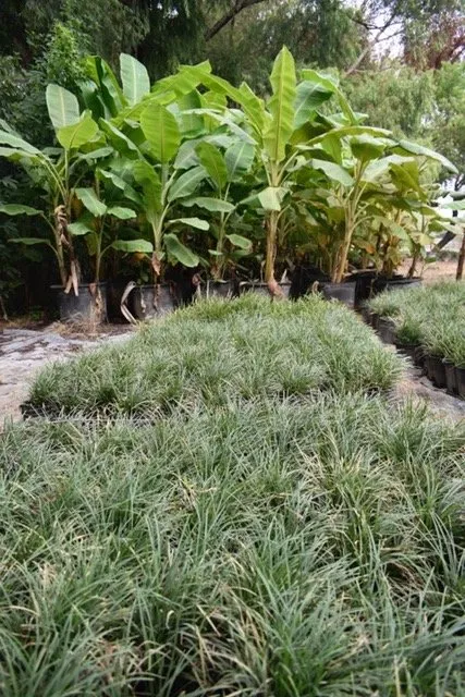 Reliable lawn mowing service for homes across Seagoville, TX - Jean Landess