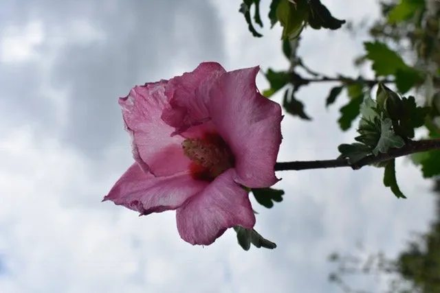 Expert lawn care service in Seagoville, TX - Jean Landess