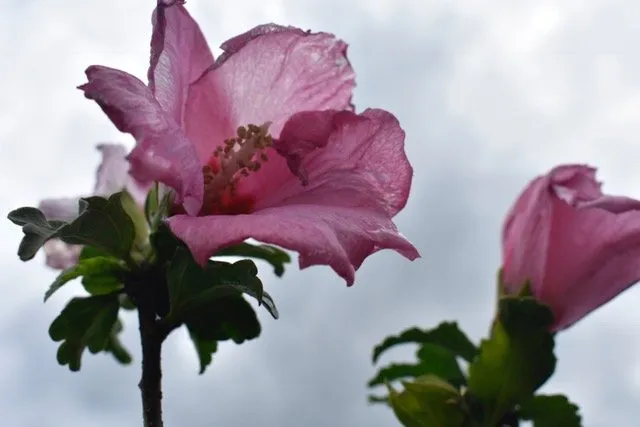 Top-rated residential landscaping in Seagoville, TX by Jean Landess