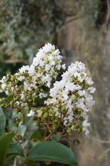 Reliable lawn mowing service for beautiful yards across Seagoville, TX - Jean Landess