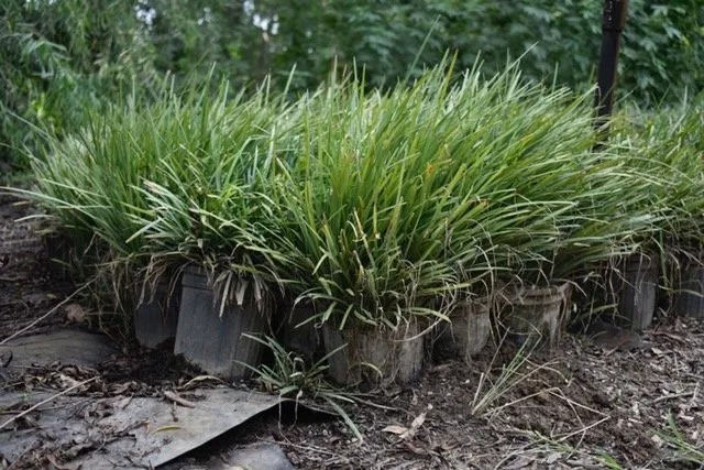 Top-rated yard maintenance for residential properties across Seagoville, TX - Jean Landess