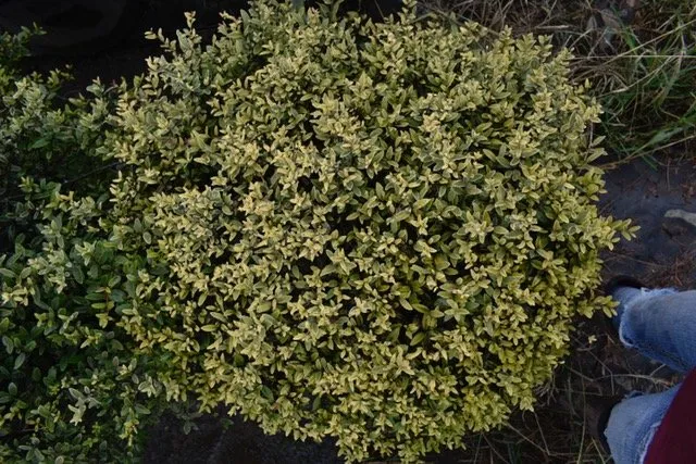 Custom landscape design in Seagoville, TX - Jean Landess