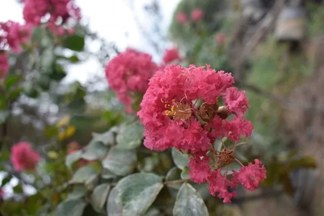 Affordable residential landscaping in Seagoville, TX - Jean Landess