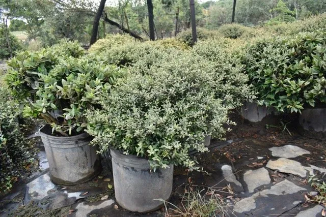 Affordable residential landscaping in Seagoville, TX by Jean Landess