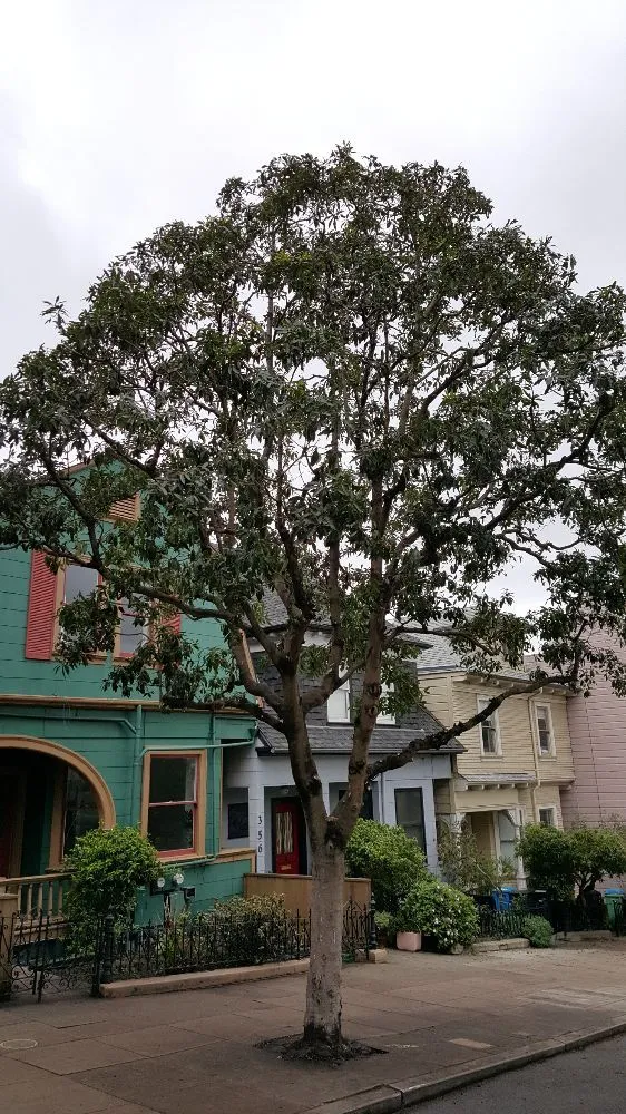 Affordable outdoor landscaping in San Francisco, CA - Jean Pierre Gardening