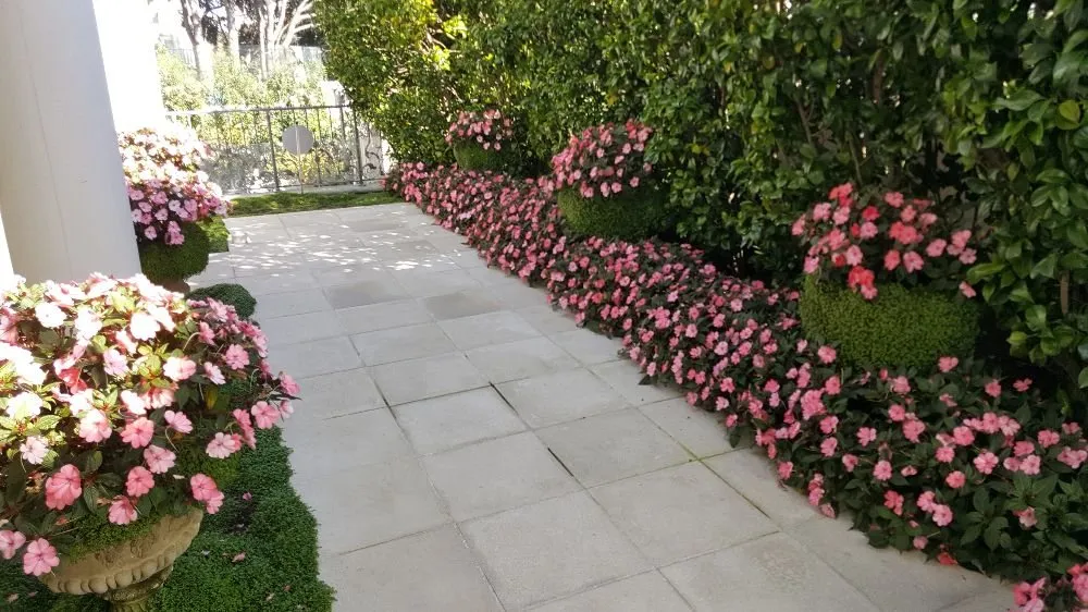 Local landscape installation for year-round maintenance in San Francisco, CA by Jean Pierre Gardening