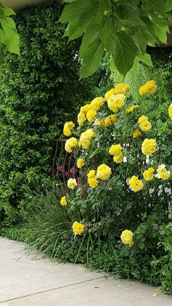 Expert yard cleanup service in San Francisco, CA - Jean Pierre Gardening