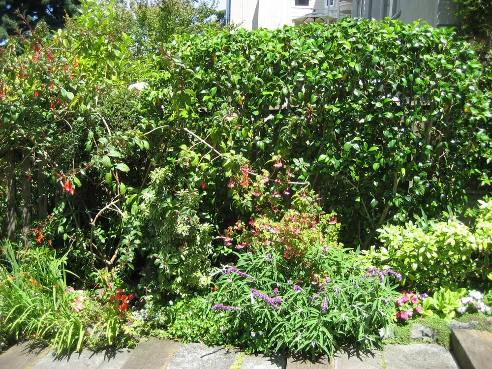 Affordable landscaping services in San Francisco, CA by Jean Pierre Gardening