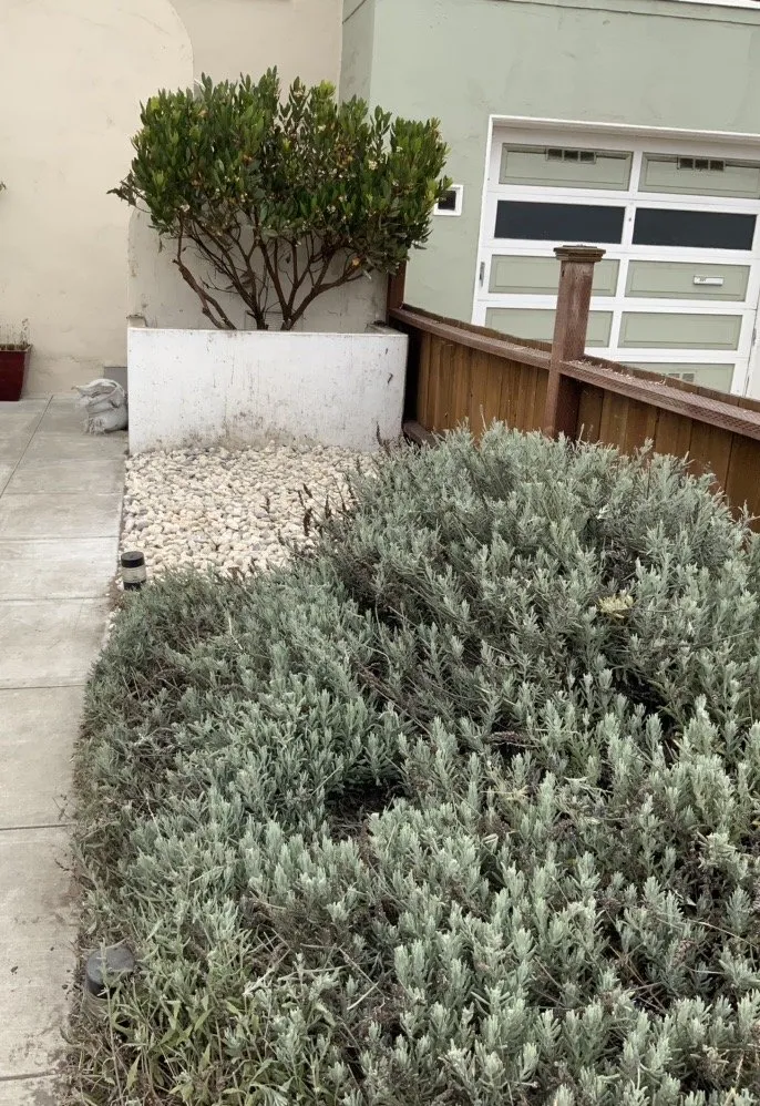 Professional yard cleanup service near you in San Francisco, CA by Jean Pierre Gardening
