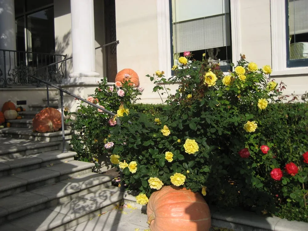 Reliable landscape design in San Francisco, CA by Jean Pierre Gardening