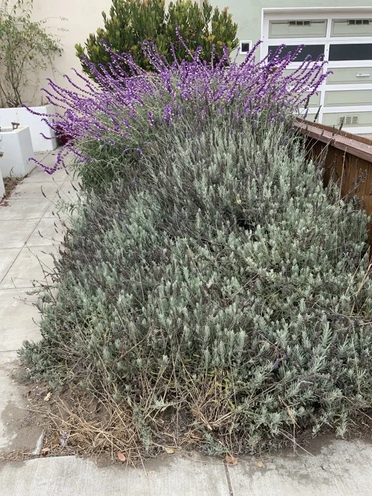 Professional outdoor landscaping for beautiful yards across San Francisco, CA - Jean Pierre Gardening