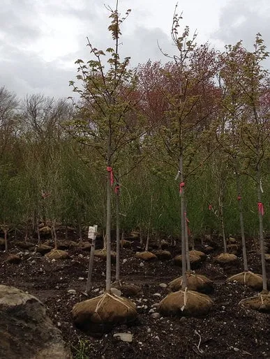 Professional garden landscaping in Framingham, MA - JEC Landscaping