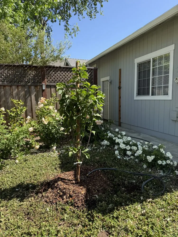 Custom garden landscaping in Santa Rosa, CA by Jeff Lester Arborist
