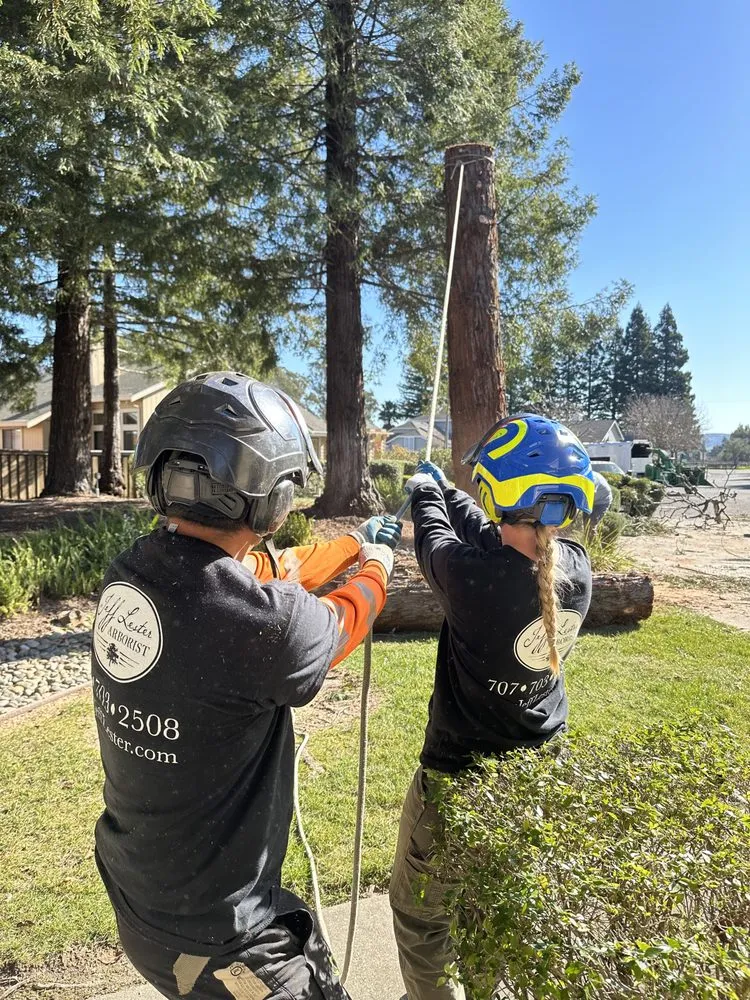 Local lawn care service in Santa Rosa, CA by Jeff Lester Arborist