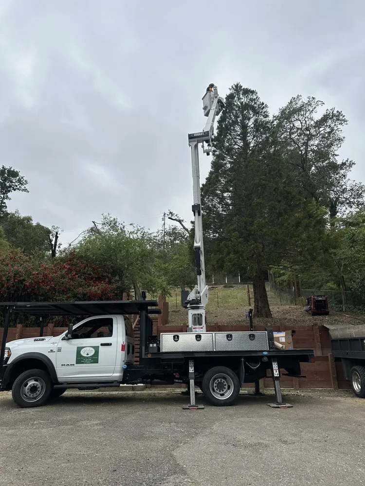 Local landscaping services in Santa Rosa, CA by Jeff Lester Arborist