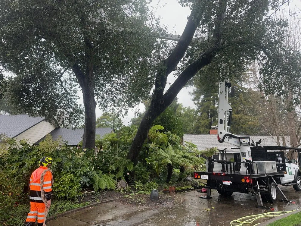 Affordable lawn care service in Santa Rosa, CA by Jeff Lester Arborist