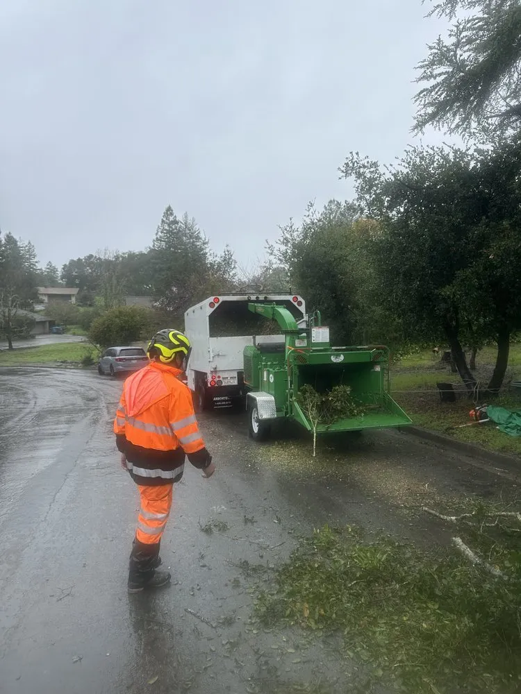 Local yard cleanup service with custom design in Santa Rosa, CA by Jeff Lester Arborist