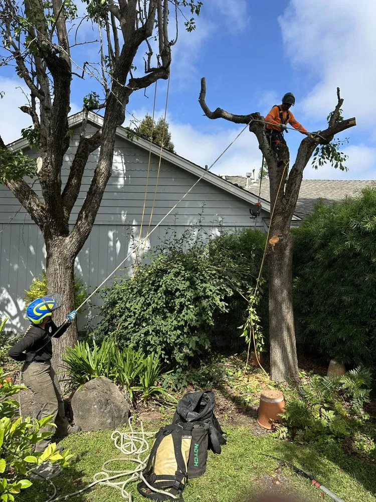 Professional landscape installation near you across Santa Rosa, CA - Jeff Lester Arborist