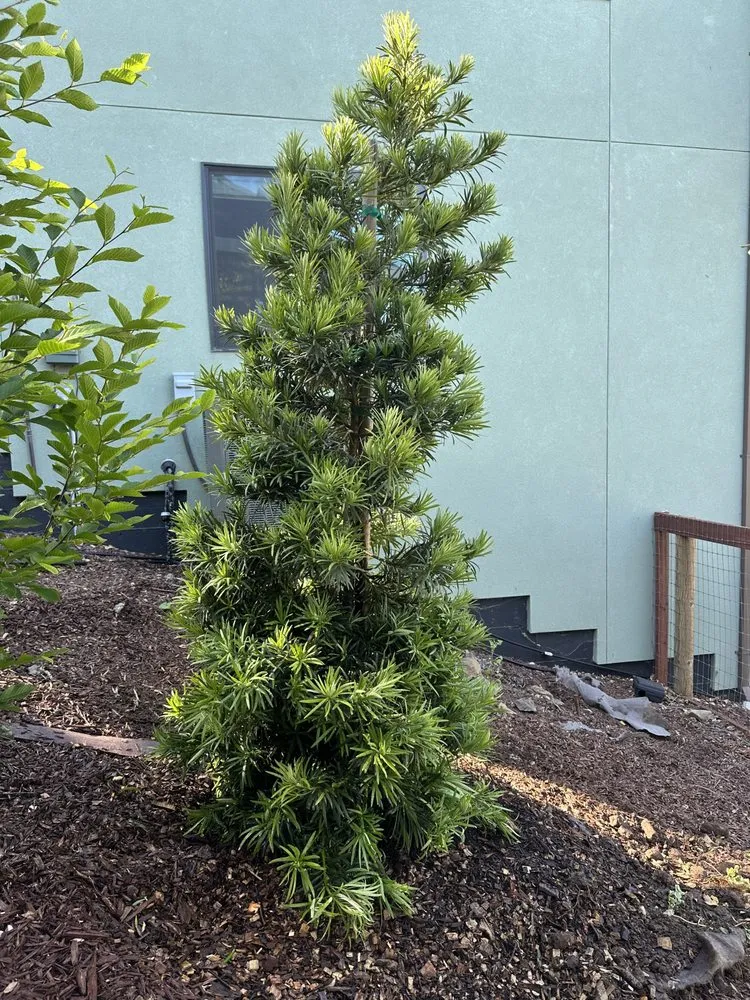 Professional outdoor landscaping in Santa Rosa, CA - Jeff Lester Arborist