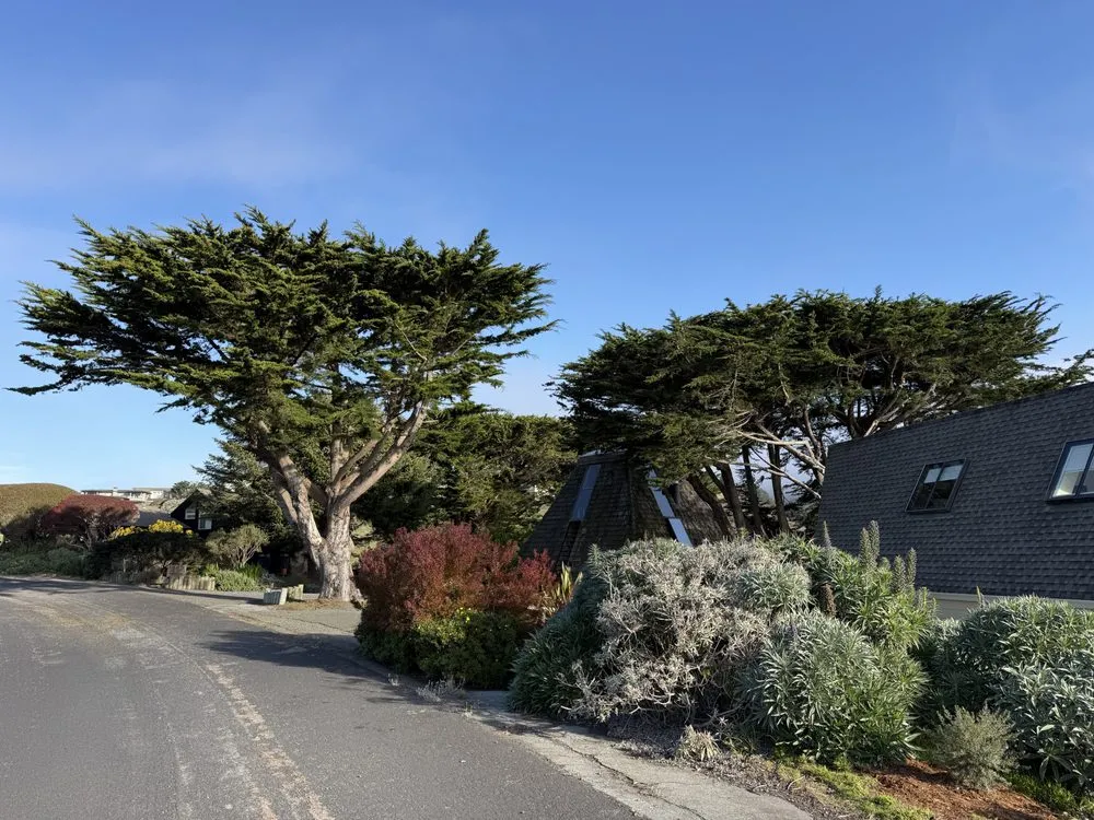 Reliable residential landscaping for outdoor upgrades in Santa Rosa, CA by Jeff Lester Arborist