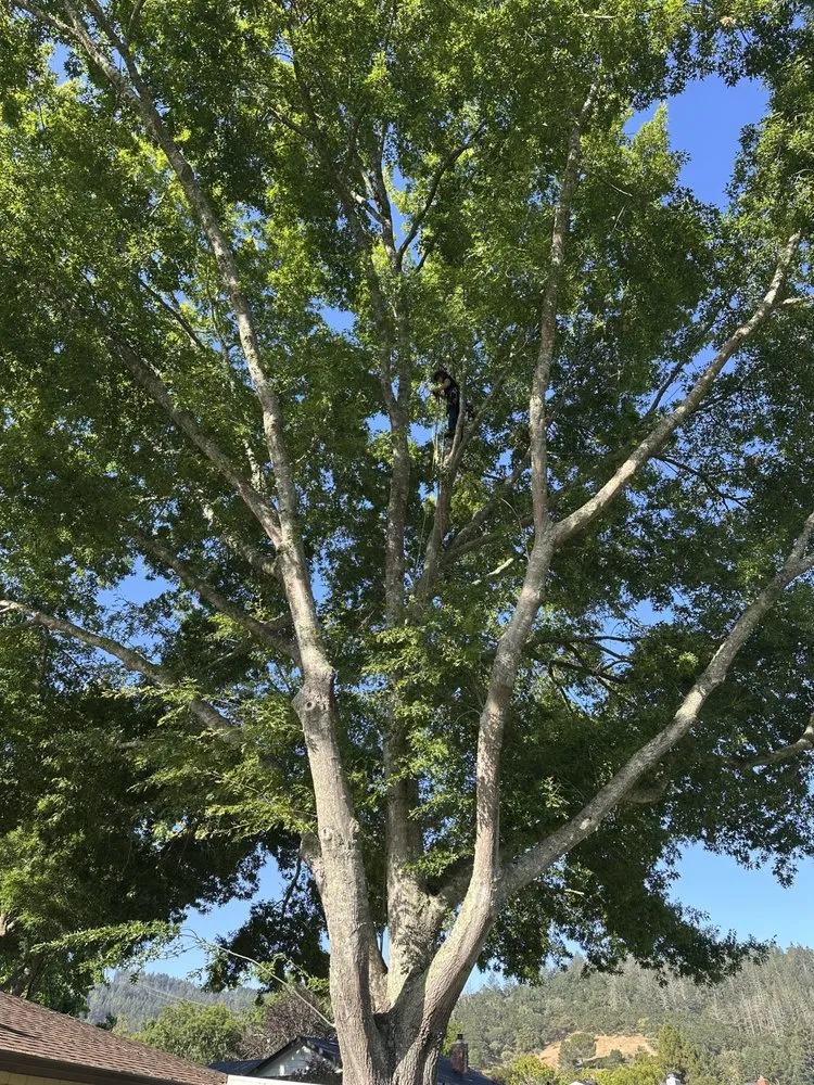 Local landscape installation in Santa Rosa, CA by Jeff Lester Arborist