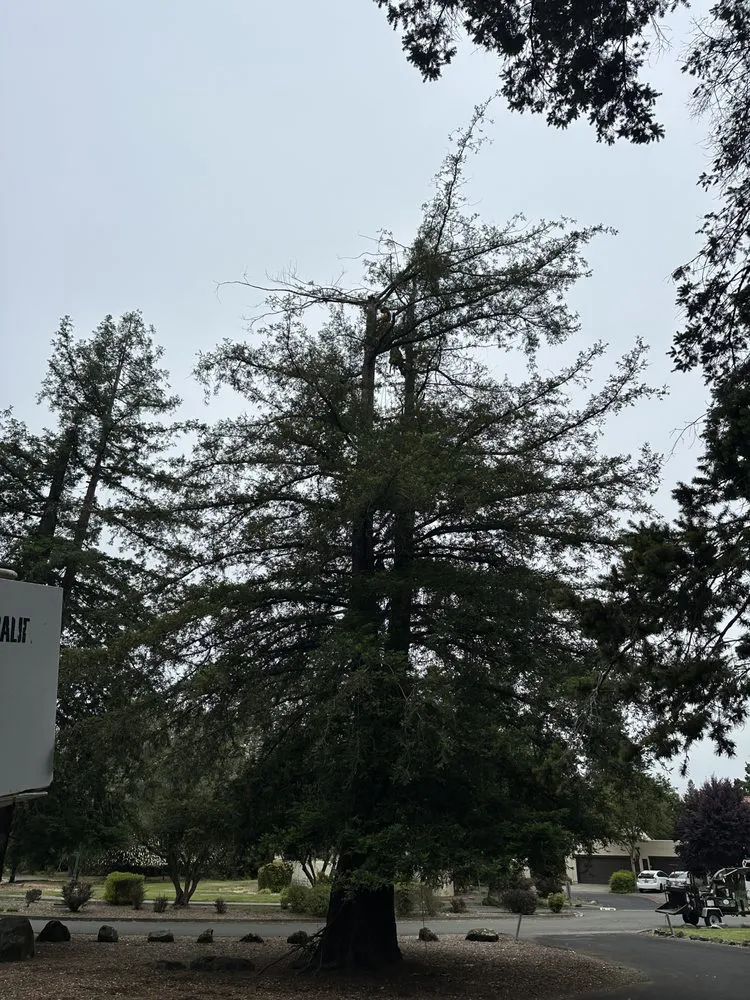 Trusted yard maintenance in Santa Rosa, CA by Jeff Lester Arborist