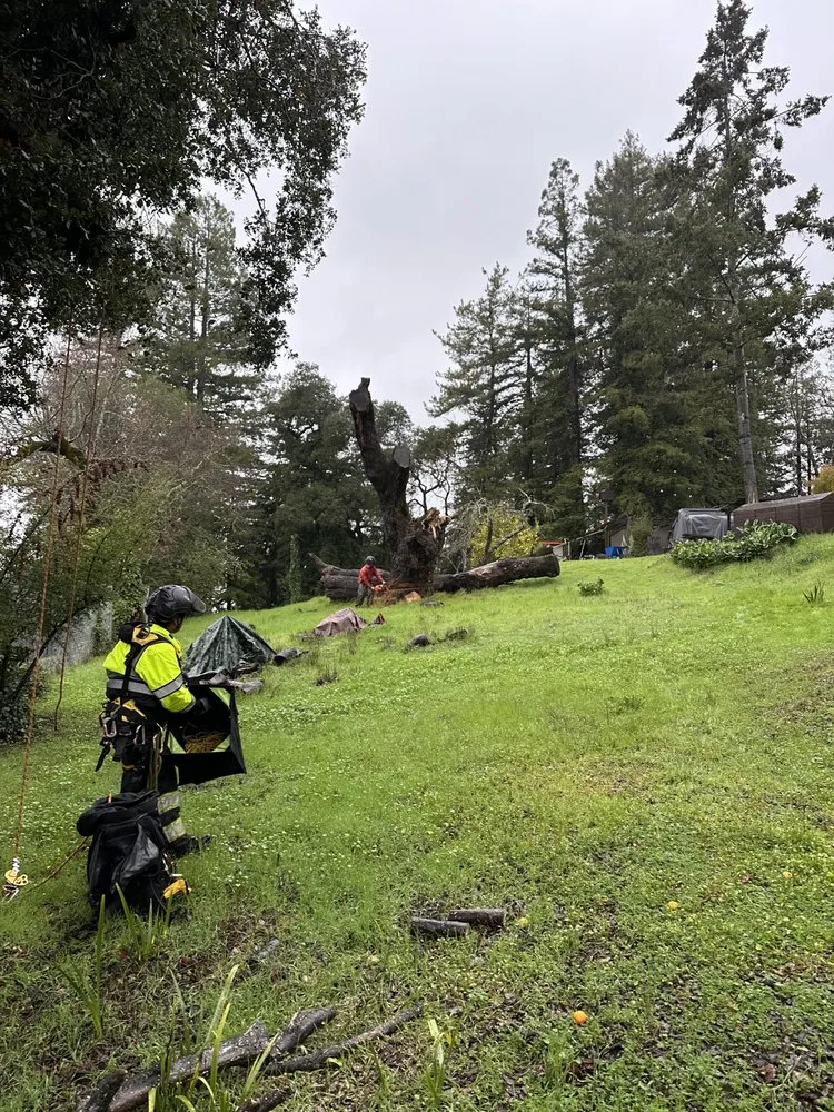 Top-rated lawn mowing service for beautiful yards across Santa Rosa, CA - Jeff Lester Arborist