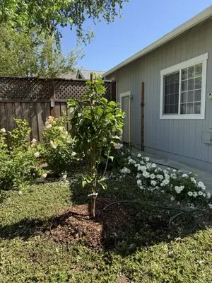 Jeff Lester Arborist Logo