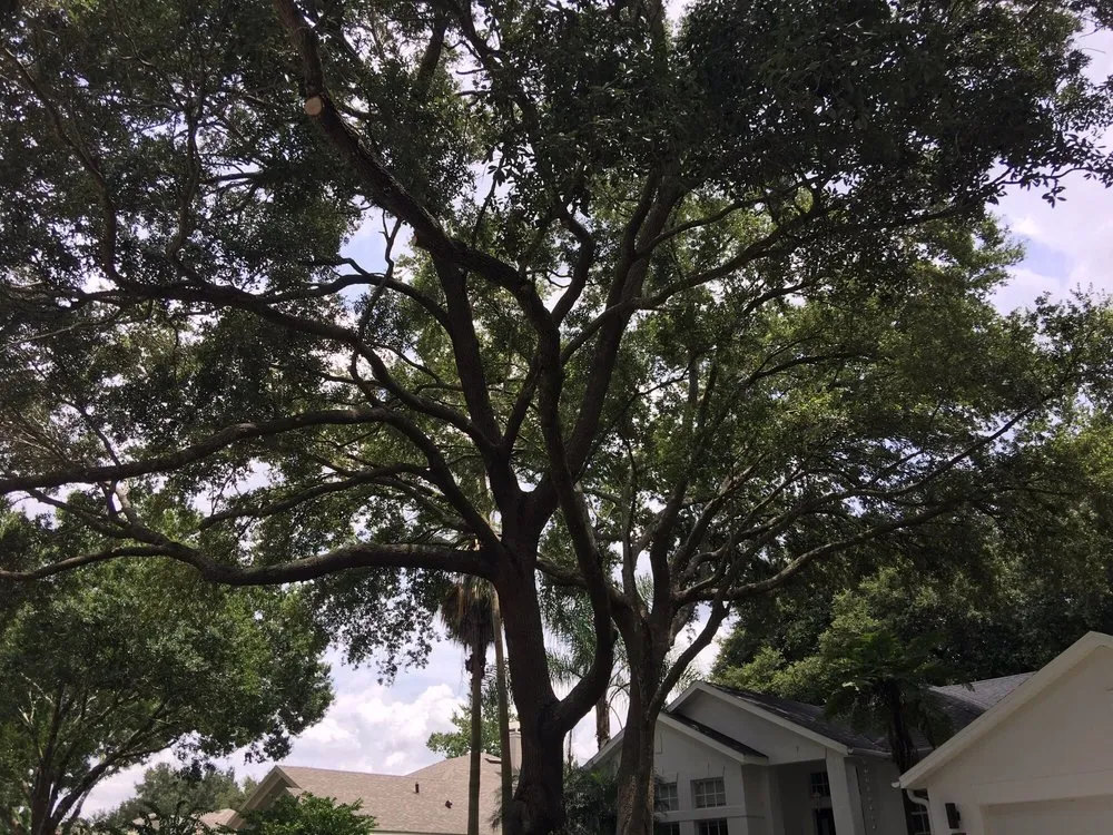 Expert landscape installation near you in Ocoee, FL by Jeffenson's