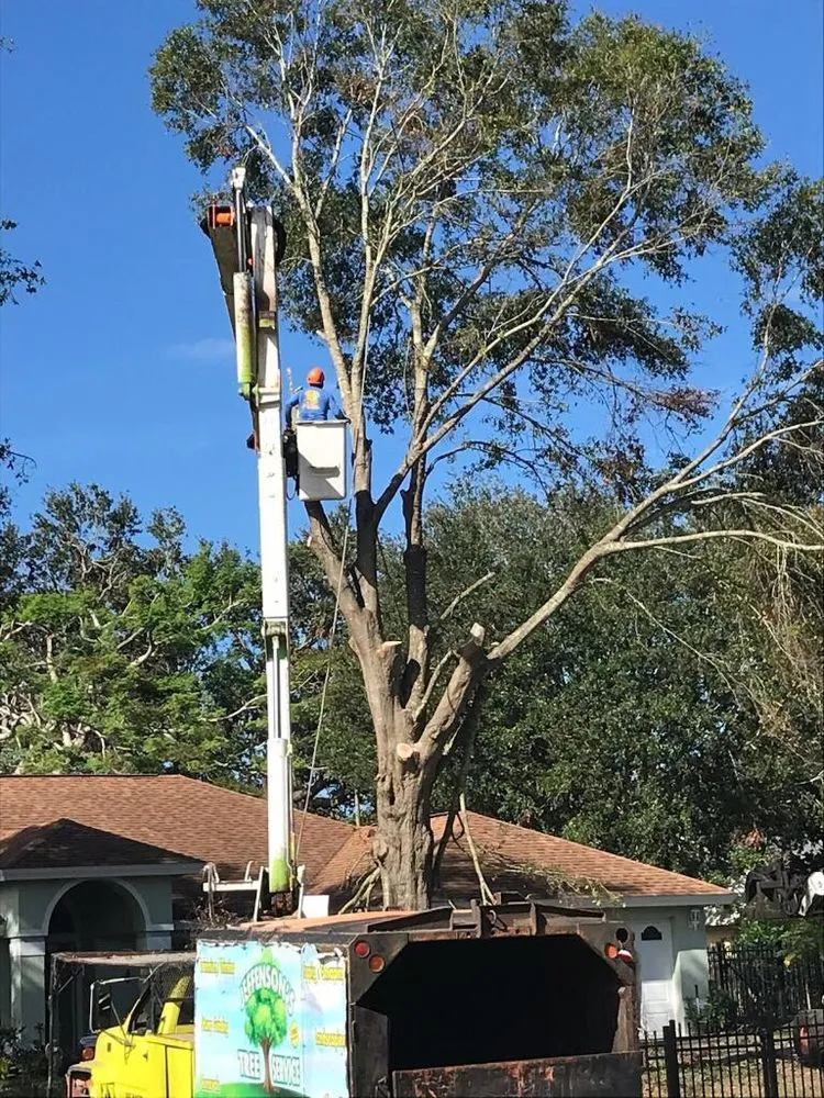 Custom yard cleanup service in Ocoee, FL by Jeffenson's
