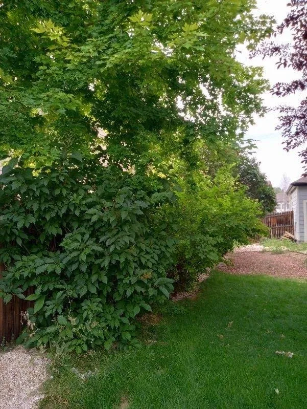 Professional landscape design experts serving Masonville, CO - Jeffers Landscape Solutions