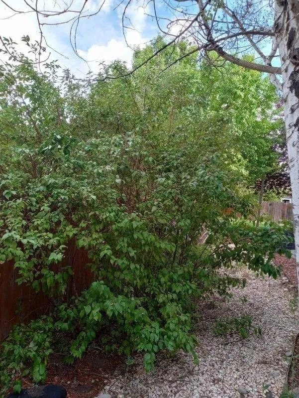 Expert yard maintenance for outdoor upgrades in Masonville, CO by Jeffers Landscape Solutions