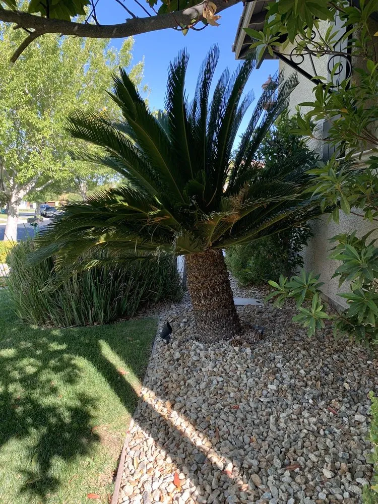 Local yard cleanup service in Las Vegas, NV - Jeffrey Lee Landscaping