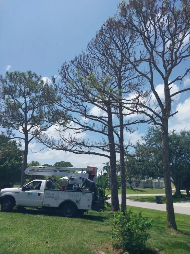 Local landscape installation experts serving Stuart, FL - Jeffrey's In and Out Tree Service