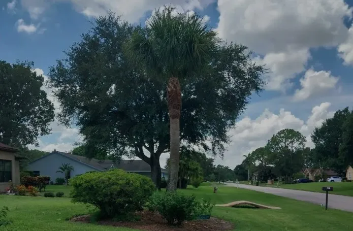 Trusted lawn care service experts serving Stuart, FL - Jeffrey's In and Out Tree Service