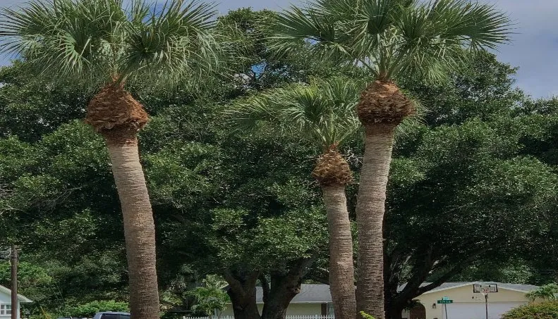 Reliable lawn mowing service experts serving Stuart, FL - Jeffrey's In and Out Tree Service