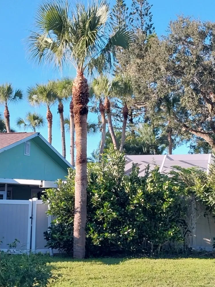 Reliable landscaping services near you across Stuart, FL - Jeffrey's In and Out Tree Service