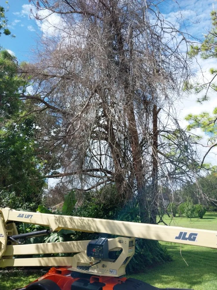 Professional yard cleanup service in Stuart, FL by Jeffrey's In and Out Tree Service