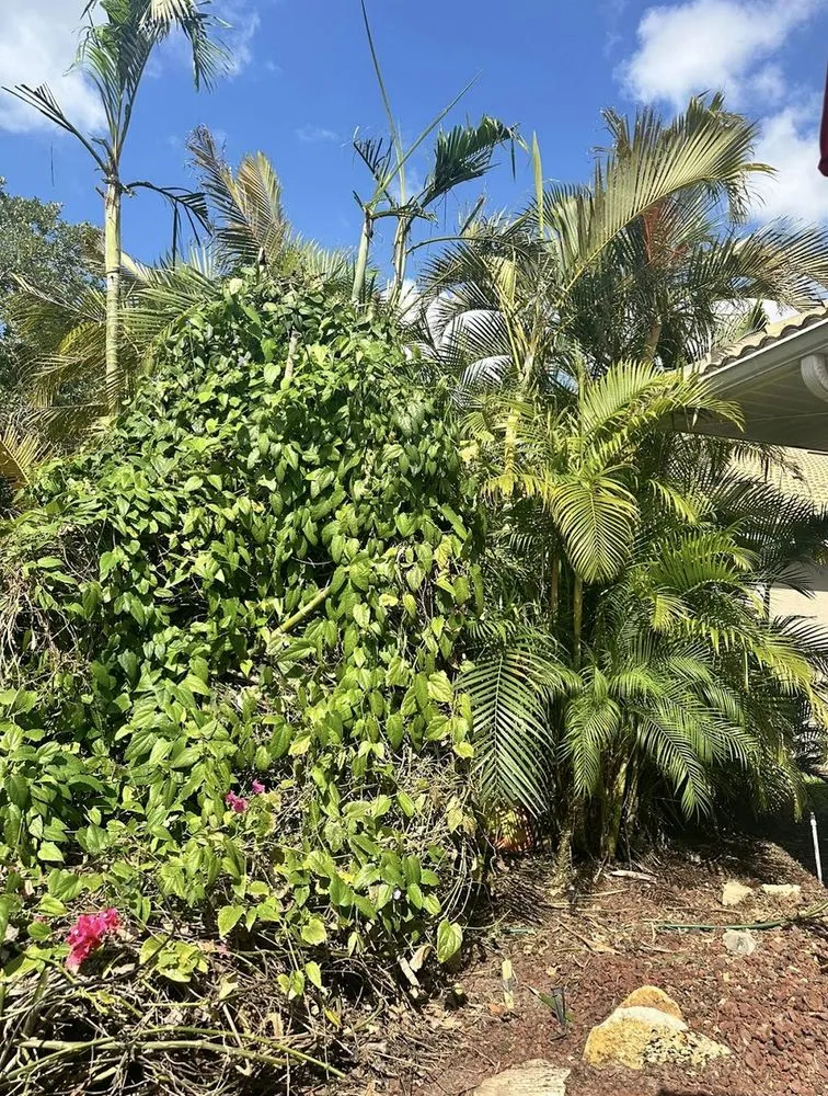 Local lawn mowing service experts serving Bradenton, FL - Jeffrey's Lawn Service