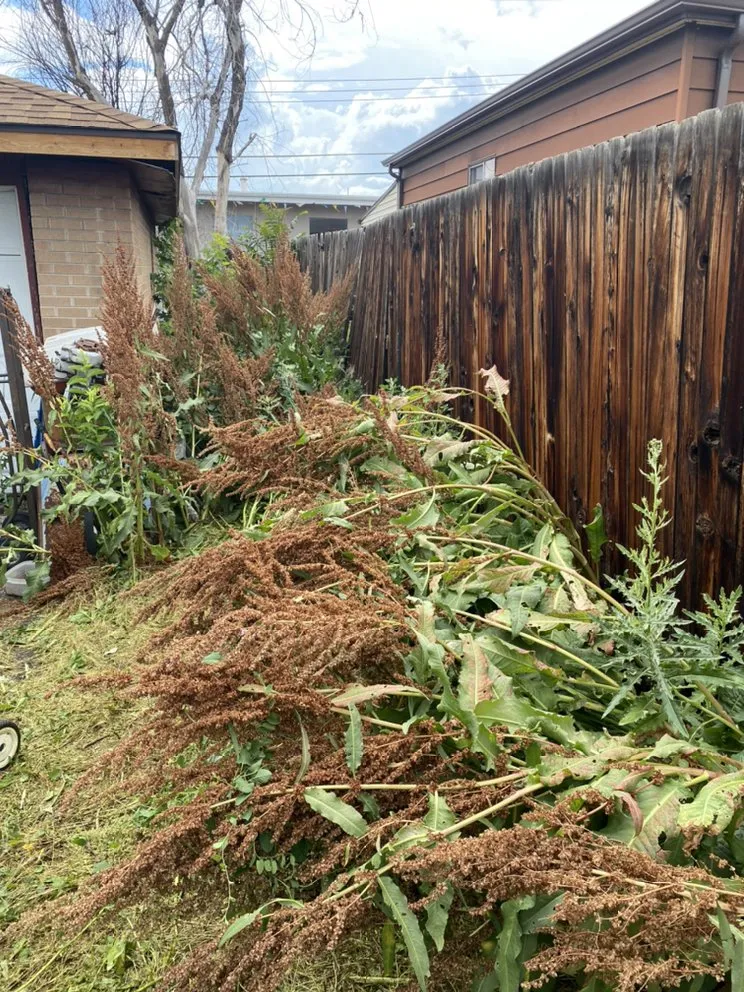 Professional yard maintenance for homes across Westminster, CO - Jeff’s Landscapes