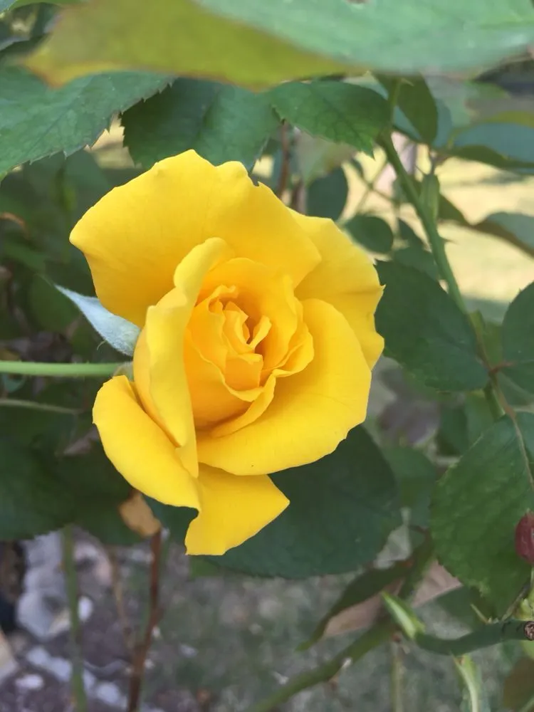 Local garden landscaping for beautiful yards in Eureka, MO by Jeff's Lawn Care & Landscaping