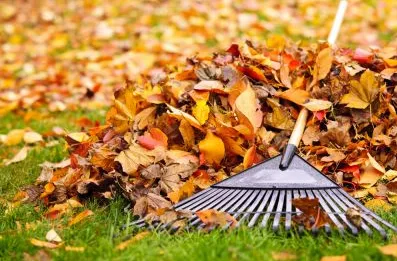 Local landscaping services in Modesto, CA by Jeff's Leaf Removal & Yard Cleanup