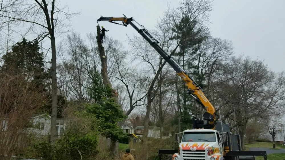Professional yard maintenance experts serving Hollywood, MD - Jeff's Tree Service