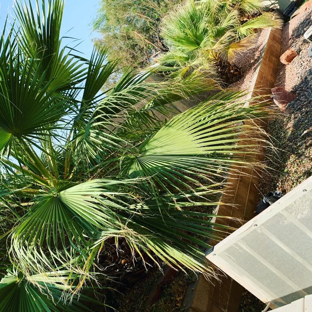 Reliable landscape installation in Las Vegas, NV by Jem Lawn Maintenance